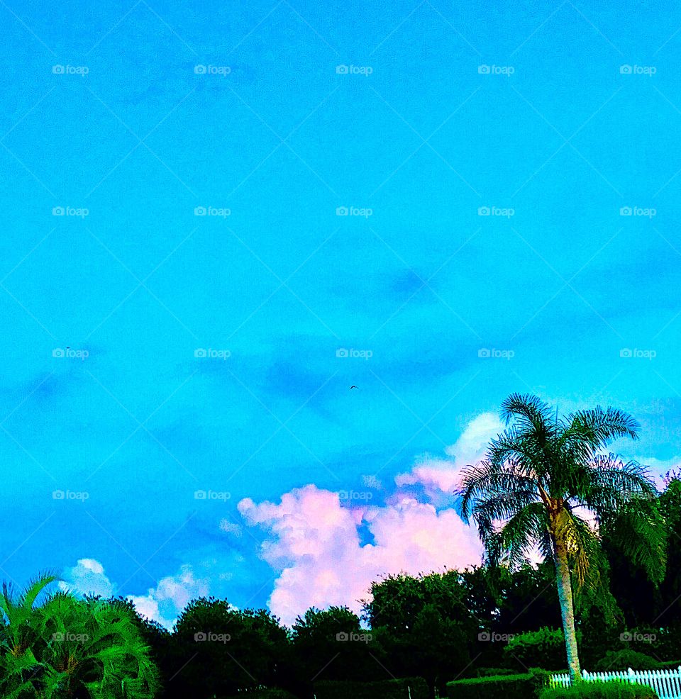 Green palm tree hedge and trees silhouette against storm clouds in summer sky with purpleundertones and blue sky