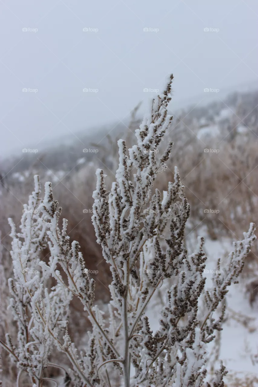 Frost