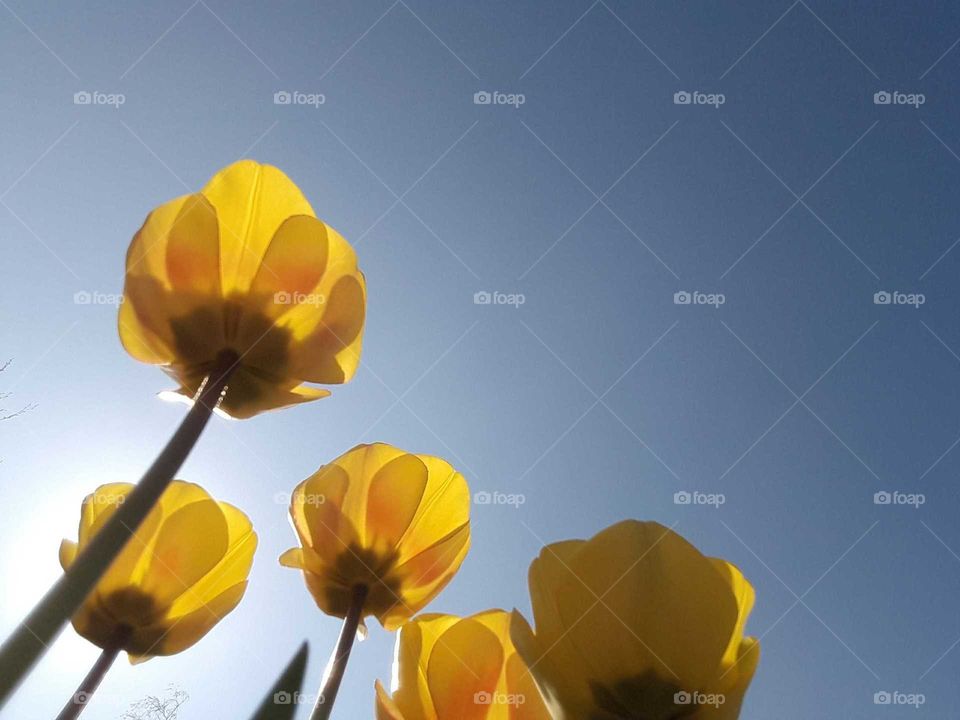 Very vibrant yellow tulips looking transparent against the blue sky