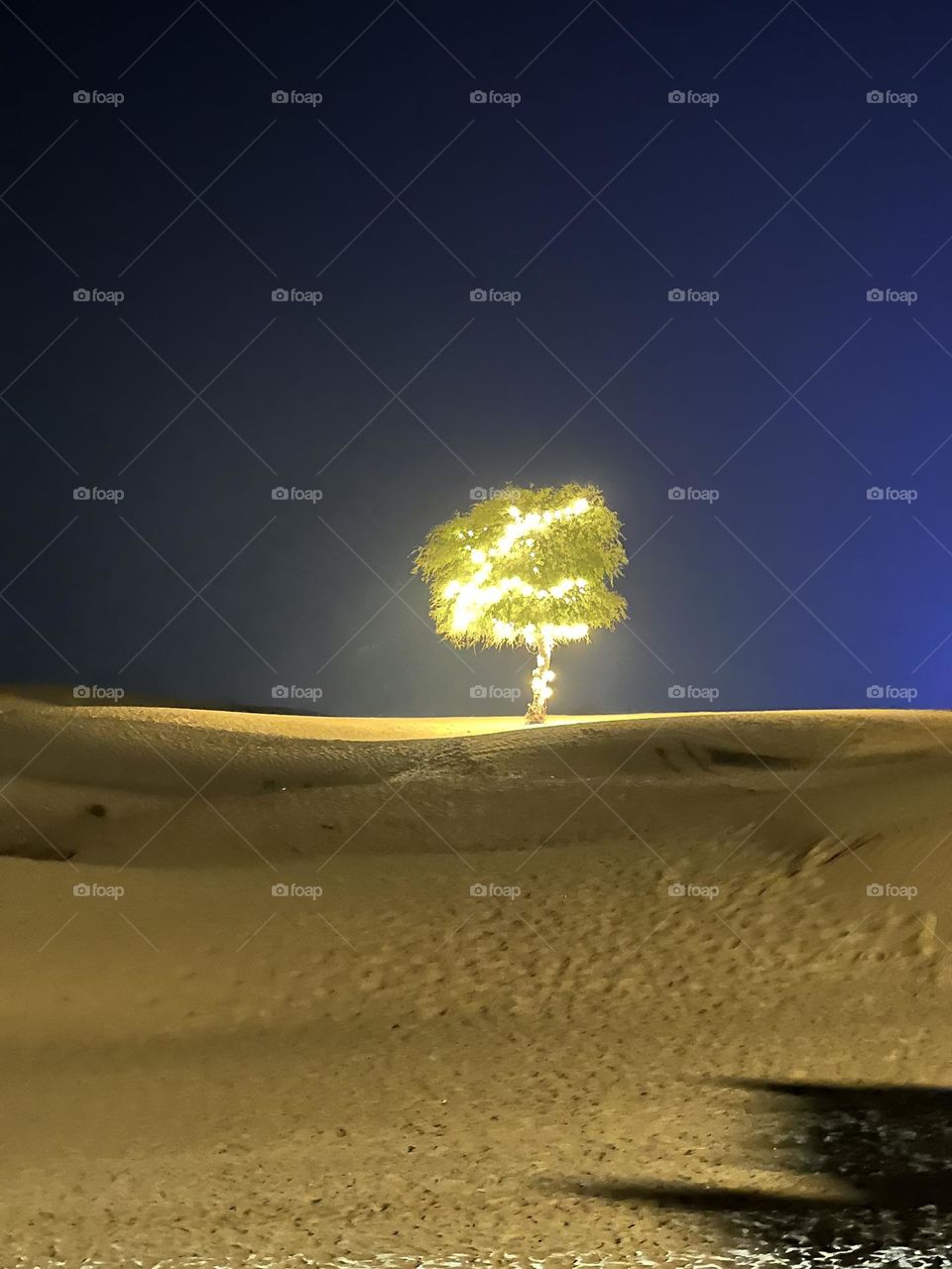 Illuminated tree in the desert