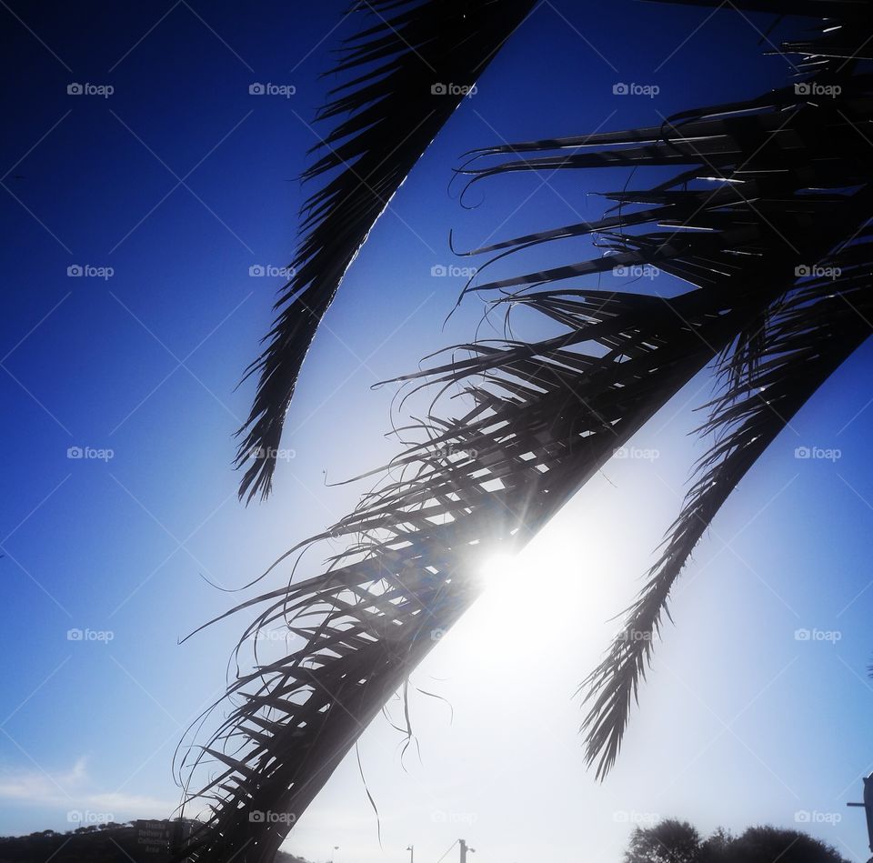 Palm tree and the sun