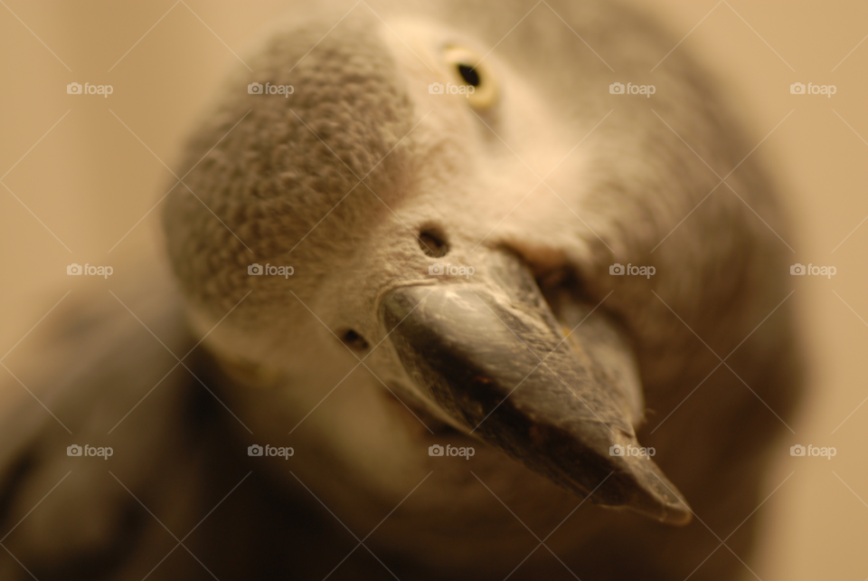 pet parrot african grey by lightanddrawing