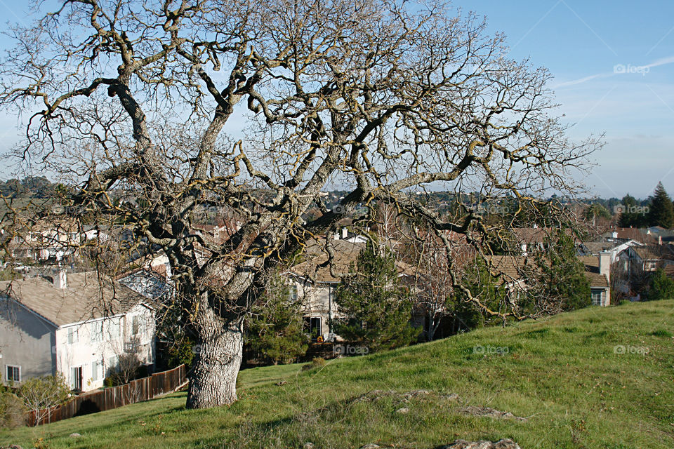 Tree on a hill 