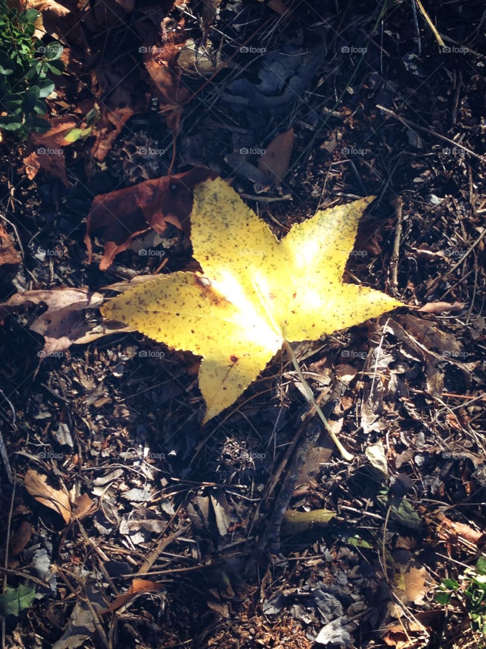 Fall Leaves 🍂