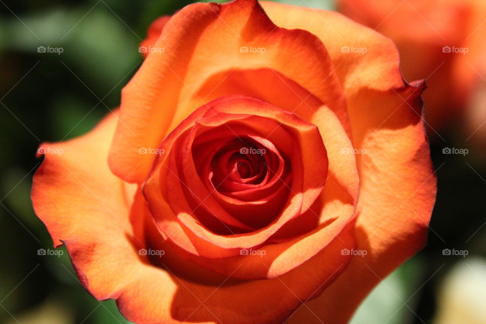 Close up of a blooming orange rose