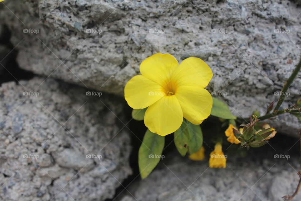 A beautiful little yellow flower coming out of some rocks.