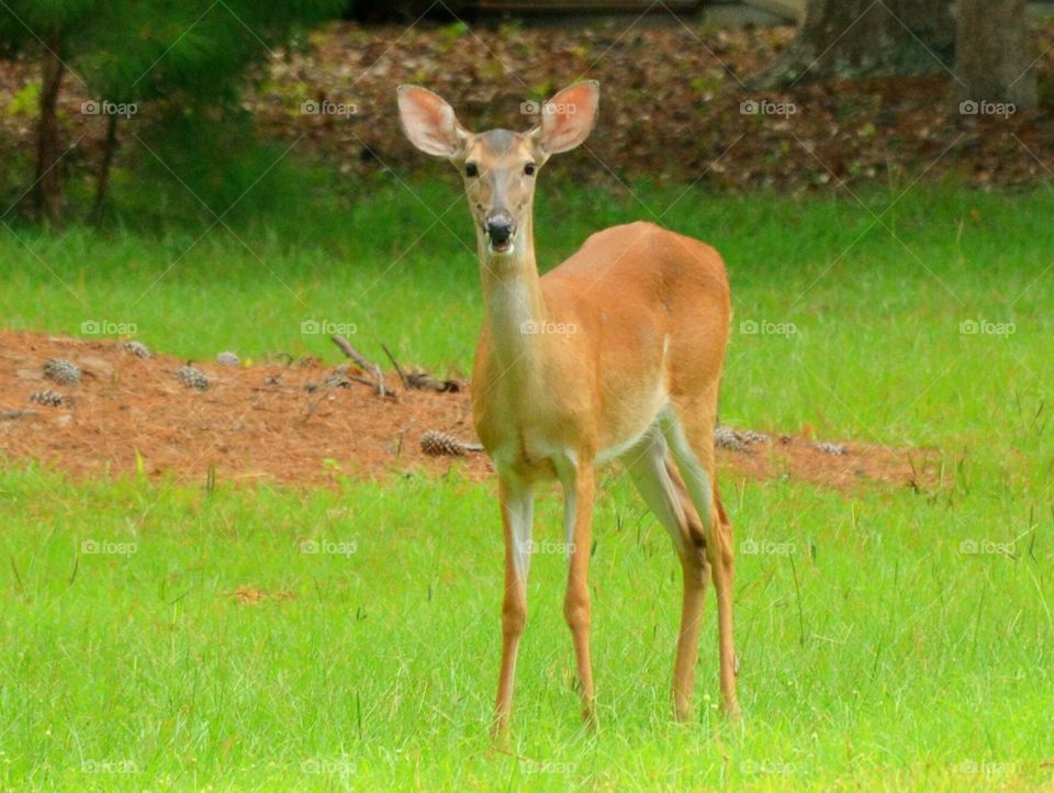South Carolina Deer 7