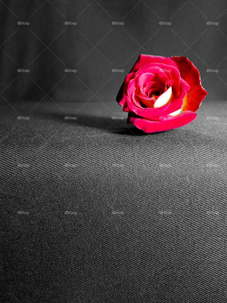 a red flower on a black background