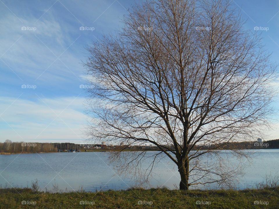 tree on a lake shore beautiful landscape blue sky background