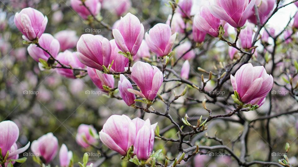 Pink magnolias 2