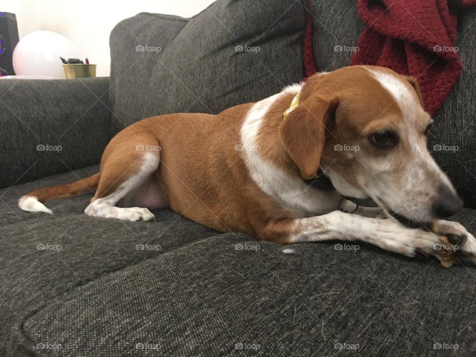 Beagle cute dog with bone toy