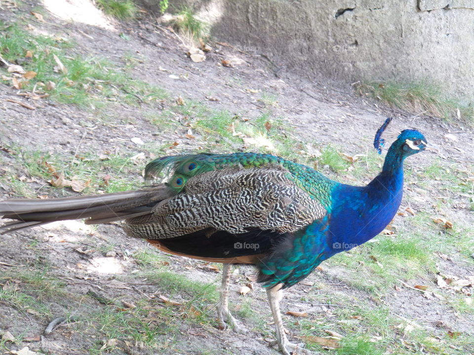 Peacock on open field 
