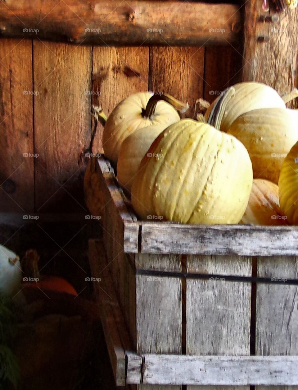Fall pumpkins in white 