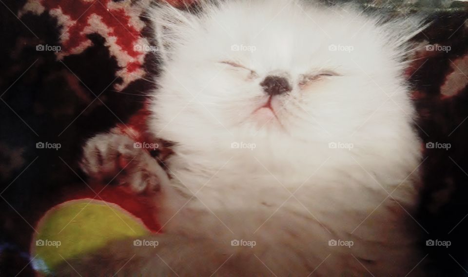 Cute kittens sleeping in a bundle with a ball