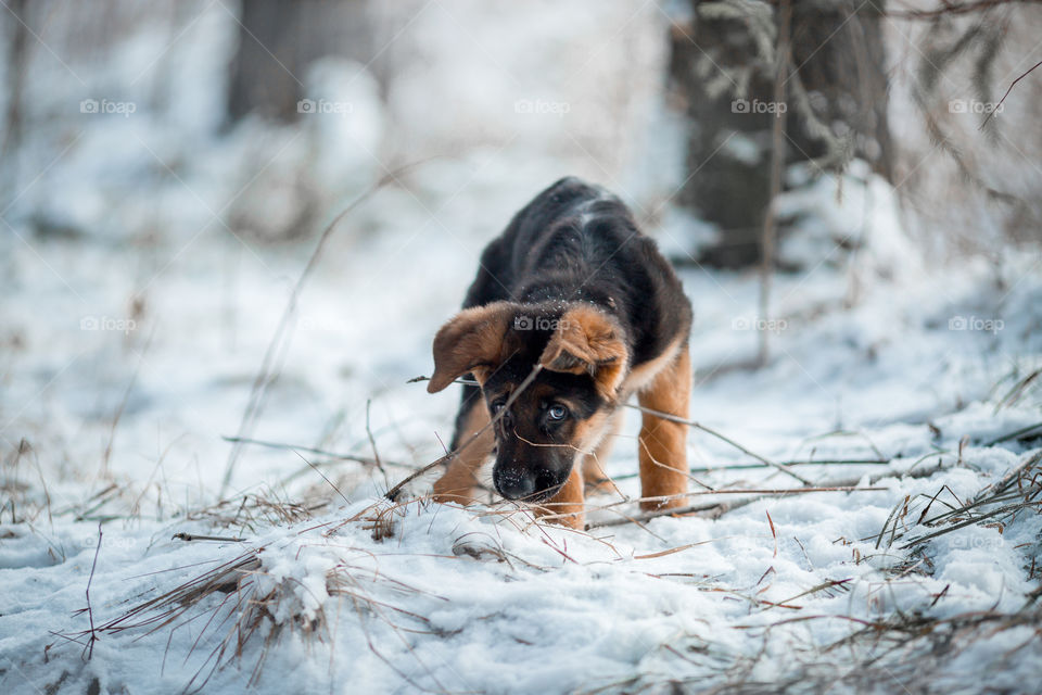 German shepherd puppy in a winter park 