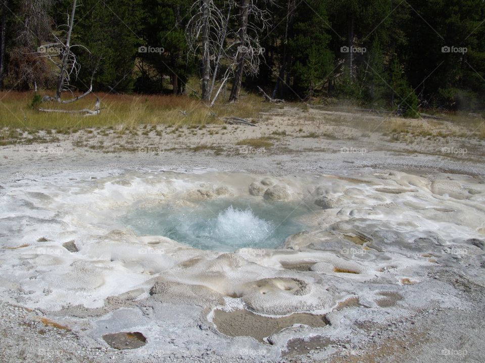A beautiful geyser on Geyser Hill in Yellowstone National Park boiling as it erupts on a sunny summer day. 