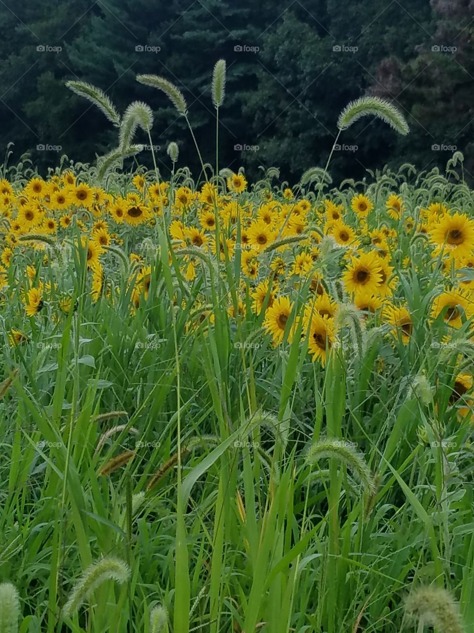Beautiful summer sunflowers