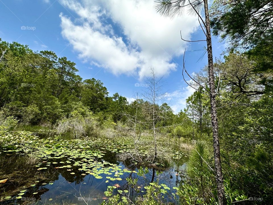 Today’s walk in the forest -  It was a calm, and I found myself resting at the side of a large oak tree, admiring the beauty of fragrant water lily pond. Lilies are a perennial, that grow in freshwater lakes, ponds and slow-moving streams and ditches