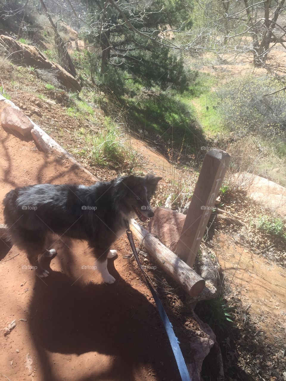 Puppy on the trail
