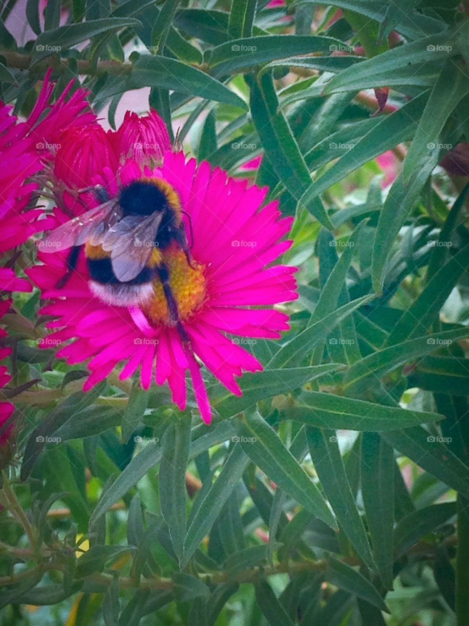 Bee on single pink flowe
