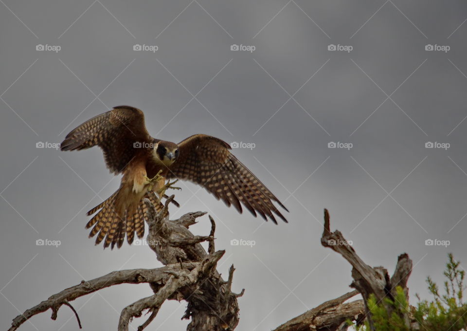 Nankeen Kestrel landing in a tree