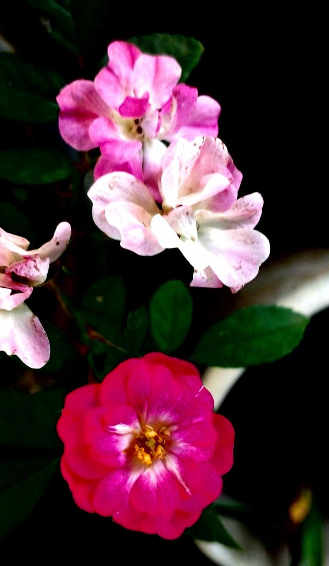 naturelove, beautiful flowers, lovely, colourful, drak picture, rose, pink