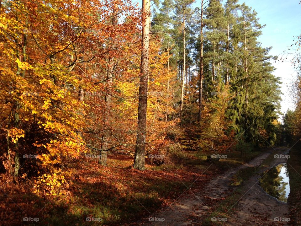 Koszalin Primeval Forest - Poland 