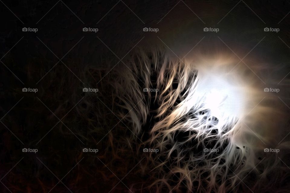 Moon through the trees