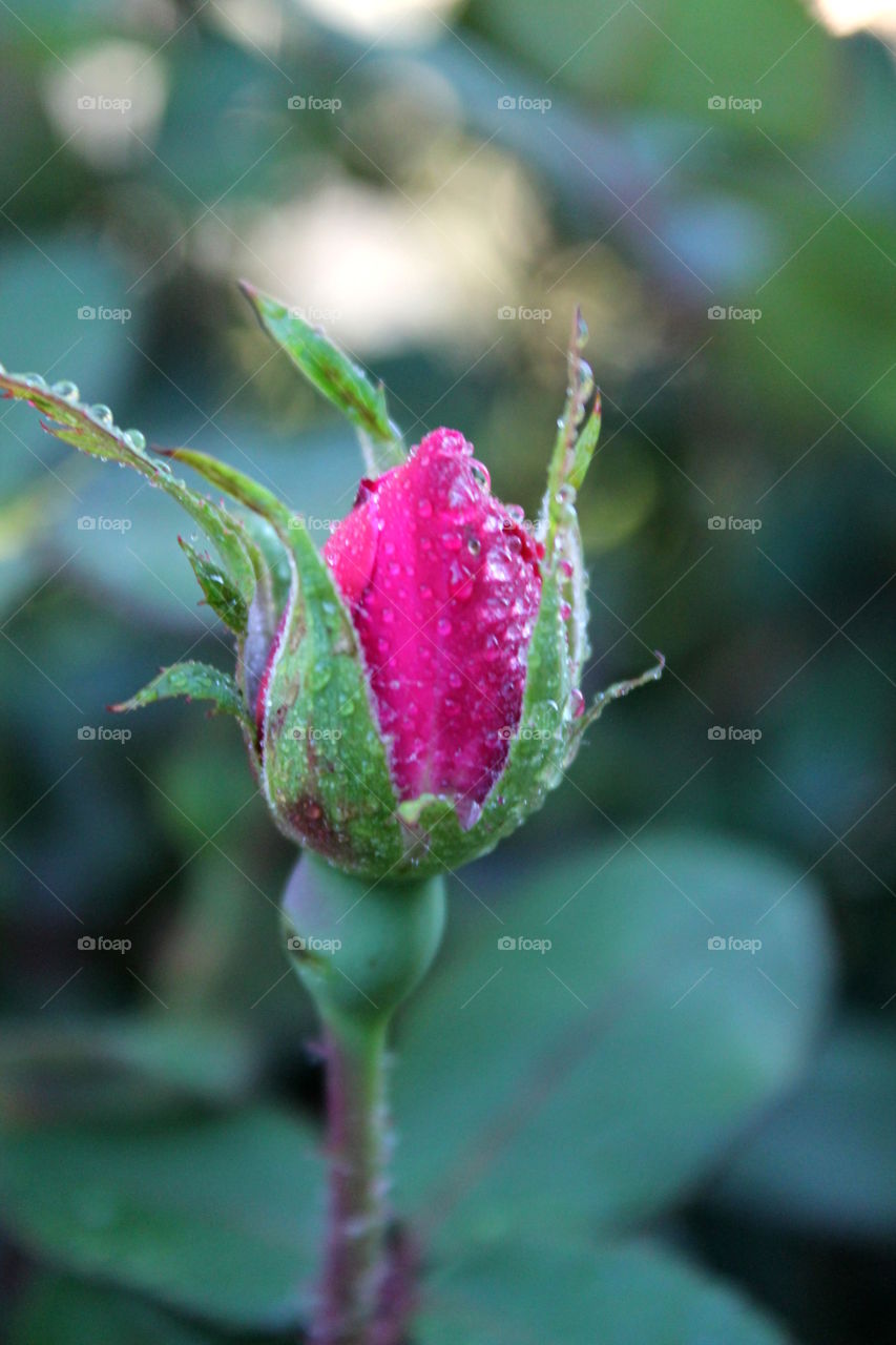 Rose blooming with drops