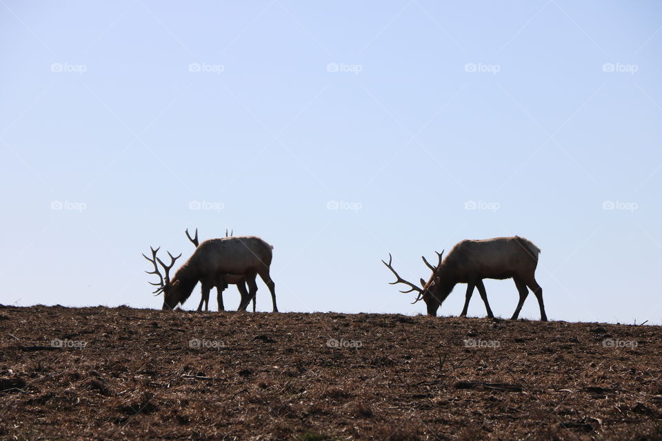 Moose silhouette 