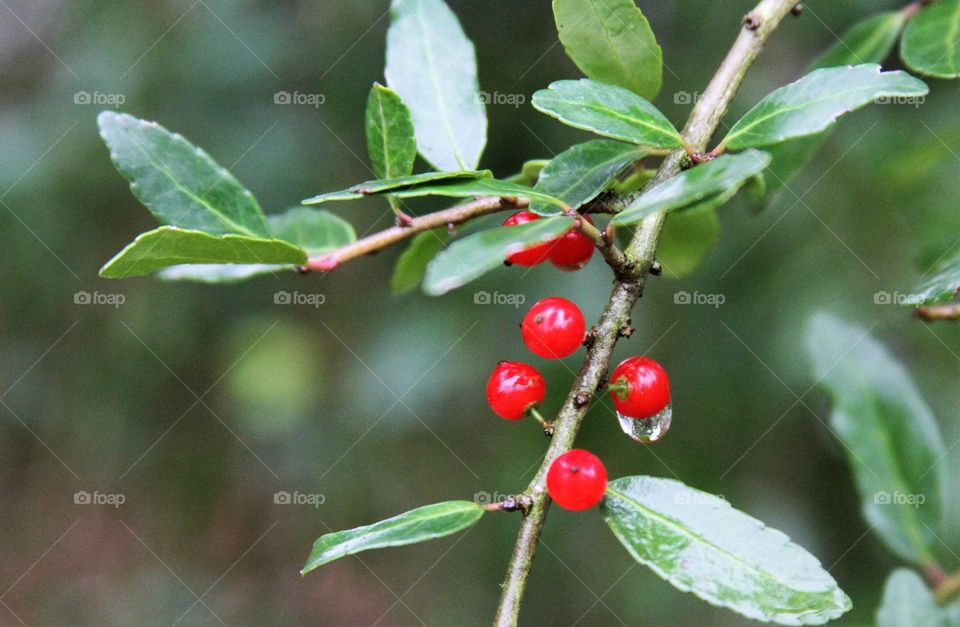 red berries.