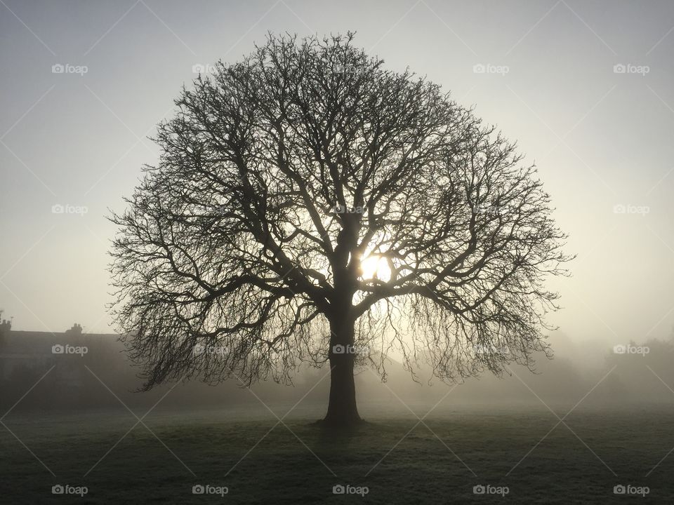 Misty morning tree
