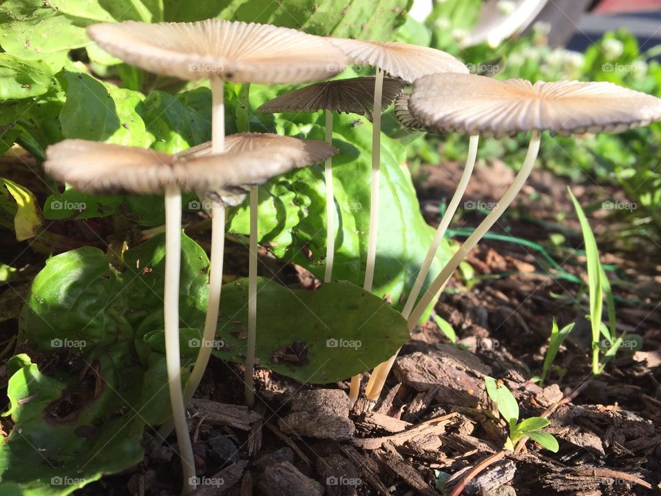 Mushroom Sideview