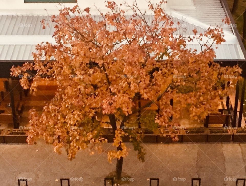 Tree in the fall