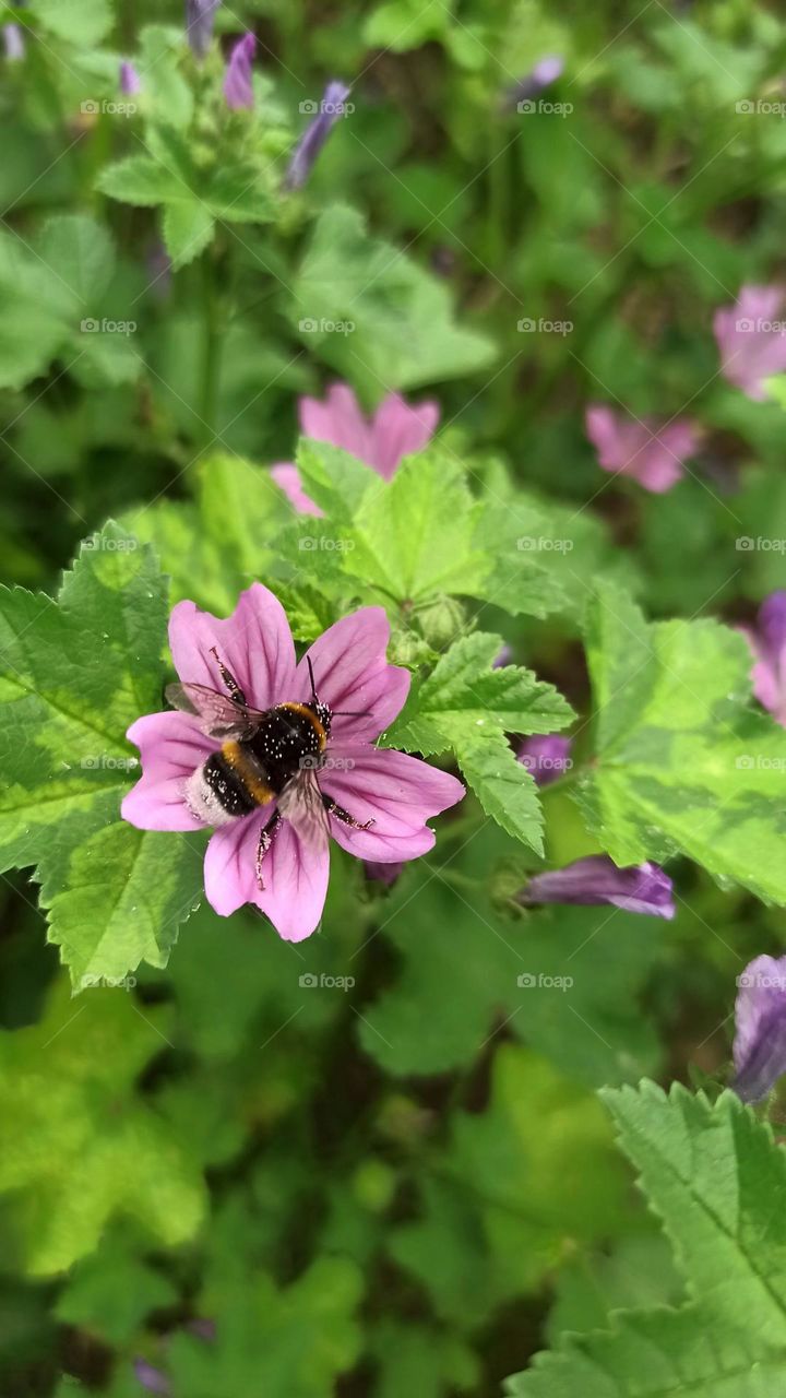 bumblebee sits on a pink flower