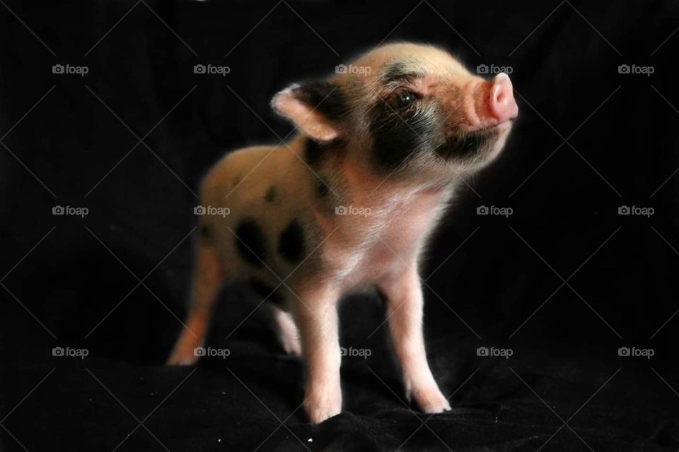 Smiling spotted piglet