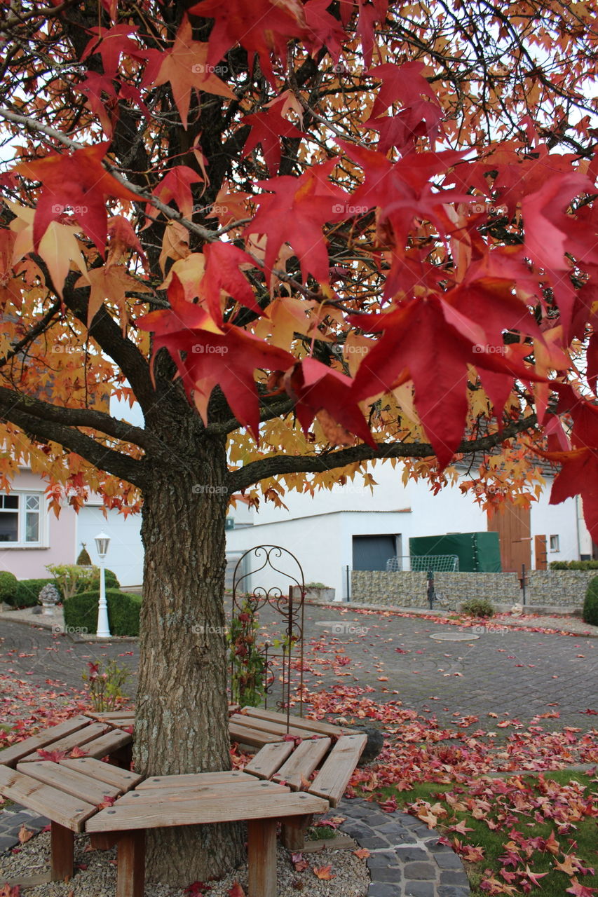 Wunderschöner Herbstbaum mit Bank für ein romantisches Date