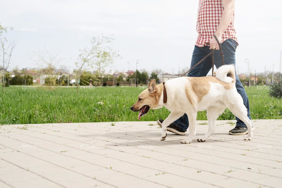 man and dog walking