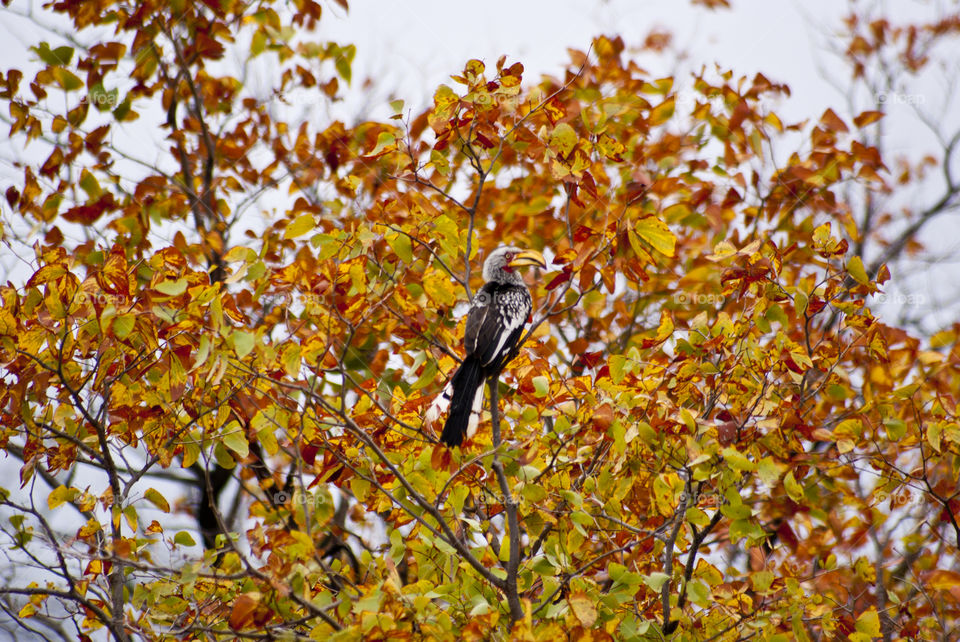autumn season with red and yellow leafs on a tree