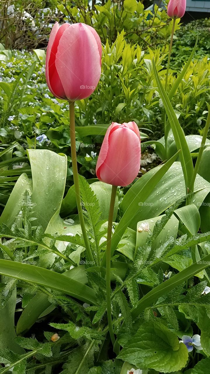 tulips tulips