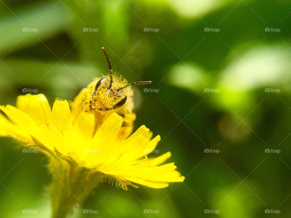 Bee