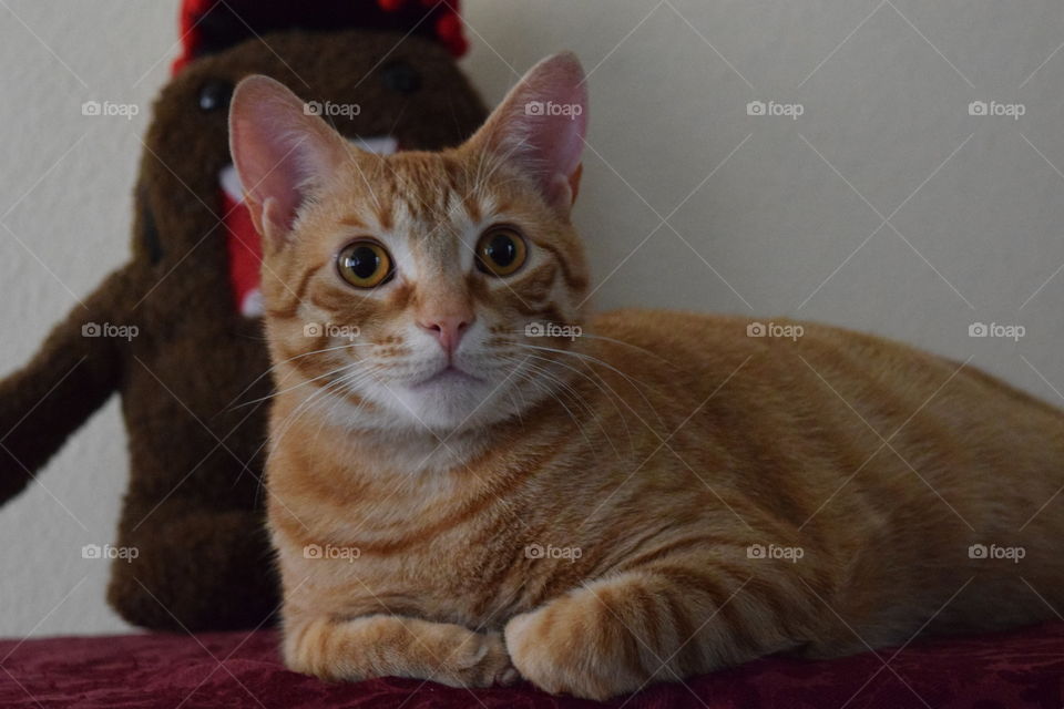 Cute orange tabby kitty with Domo in the background