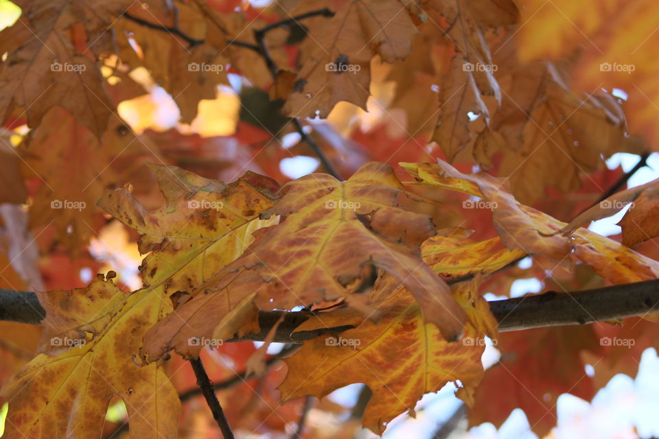 Orange leaves 