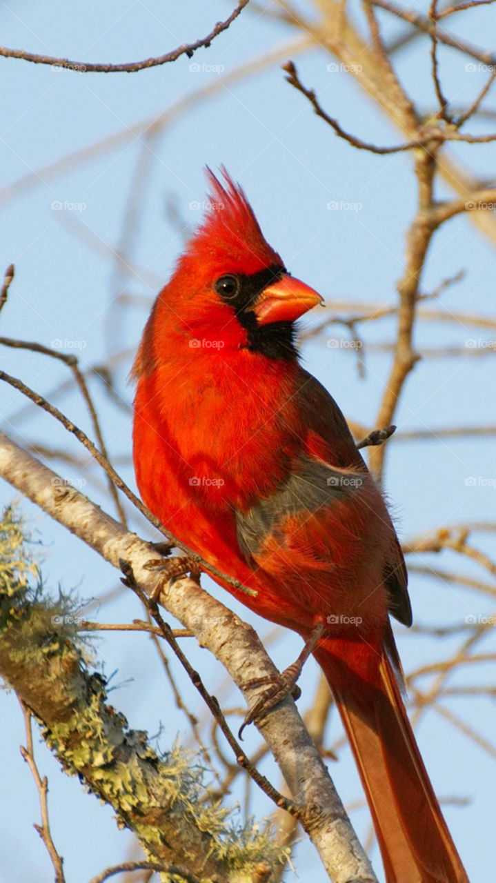 red crested cardinal