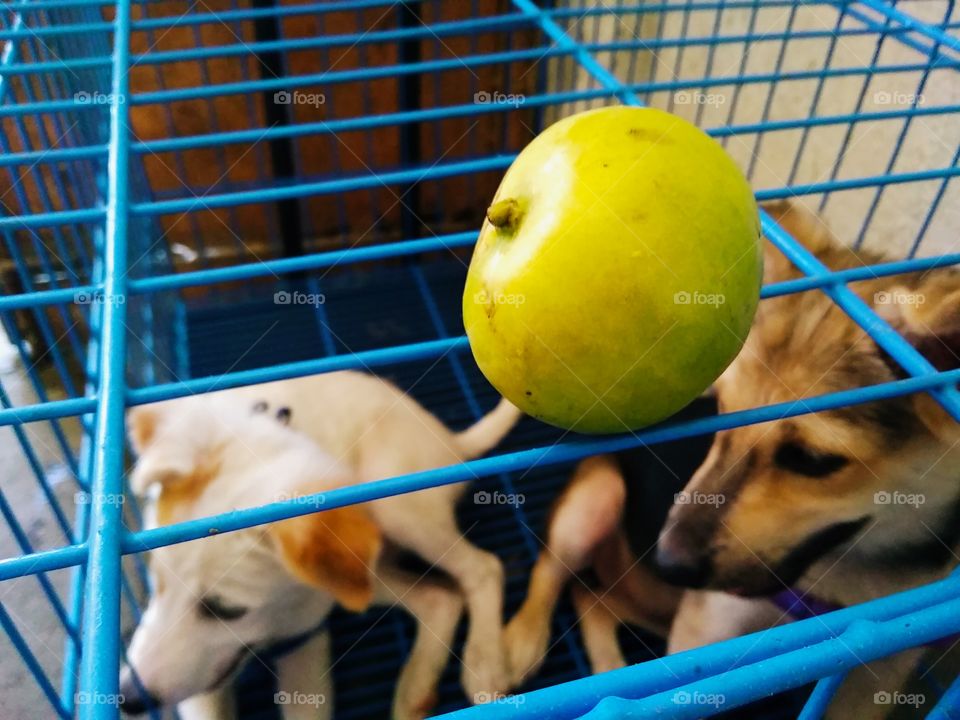 They tried to bite the mango. Then, they realize it's not the food they want and they're tired now to play with it.