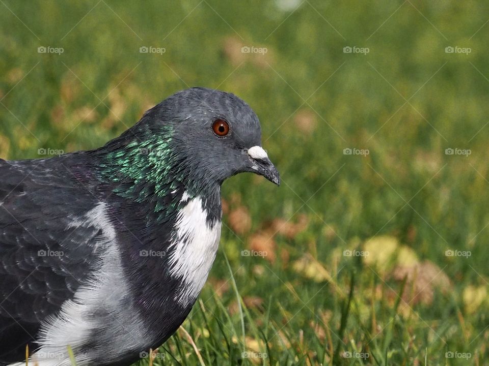 Pigeon
