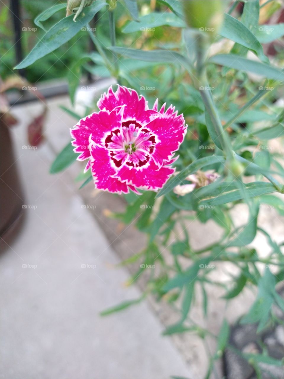 Pink Dianthus