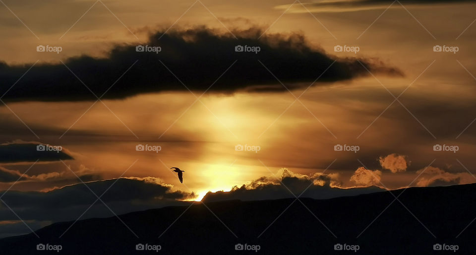 A lonely bird against the setting Sun.