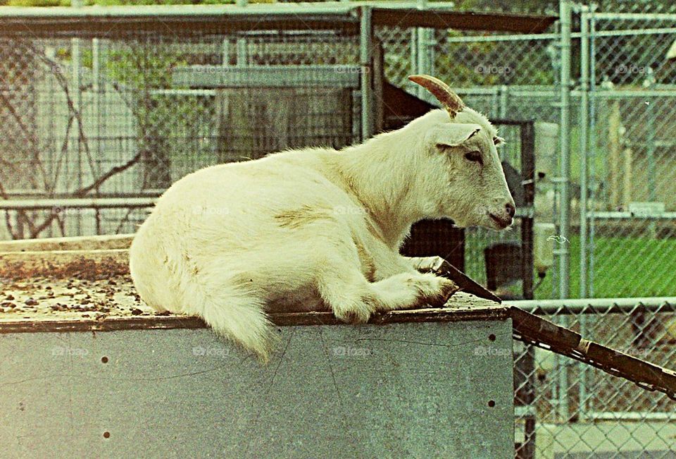 Lazy goat