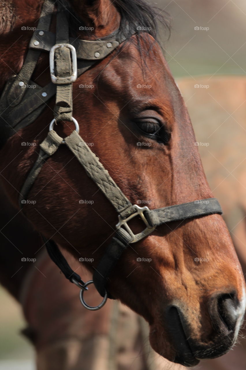 Mare profile 3